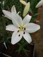 [5139 Buriano VH No01.JPG]